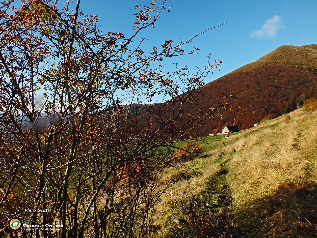 20 Rosa canina con vista in Baita Baciamorti.JPG